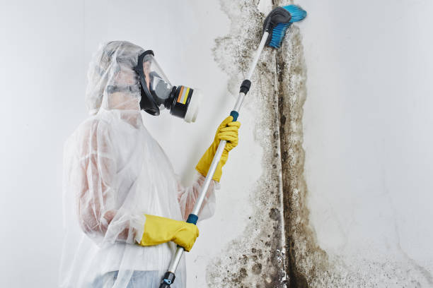 Trusted Parsippany, NJ Mold Removal Experts